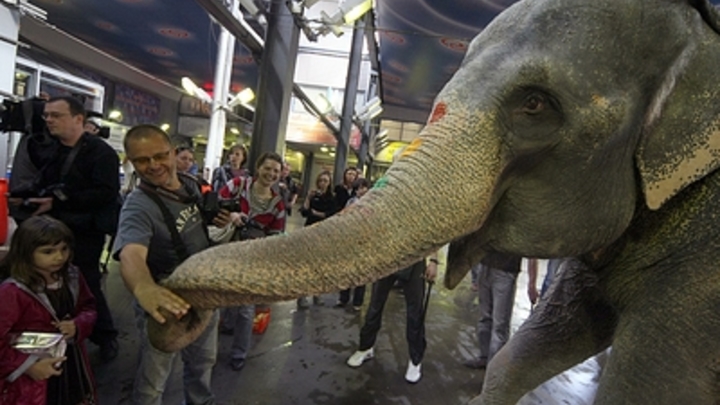 Чудесное спасение: Люди вытащили слона из ловушки при помощи шин и смекалки