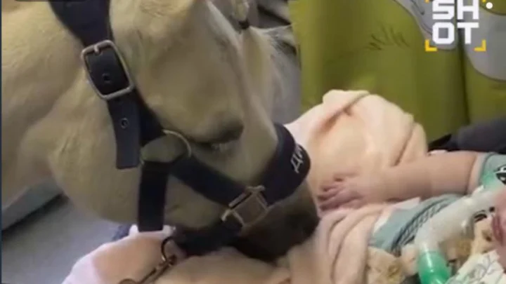 Встречайте доктора Дитриха: пони-терапевт для тяжелобольных детей