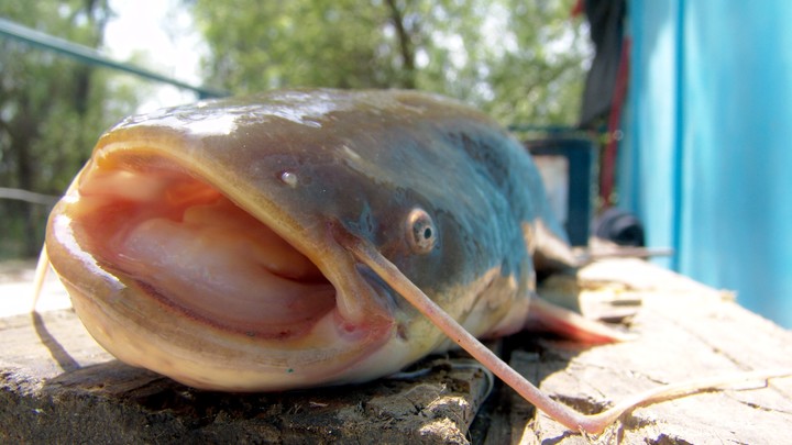 Кировский рыбак опубликовал фото сома в человеческий рост