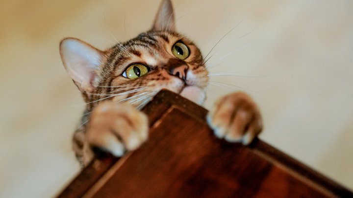 Purina уходит из России, но не до конца: Какие марки исчезнут с прилавков