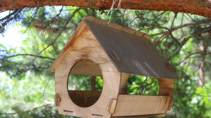 Коршун, ласточка и дятел: В Москве отследили перемещение редких видов птиц