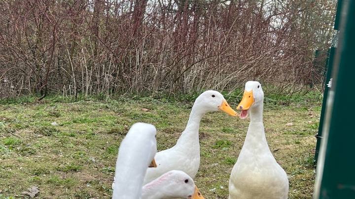 Погода в Ленобласти на 3 мая 2023: дожди и похолодание