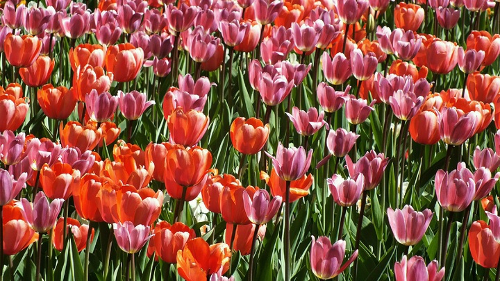 В Нижнем Новгороде на пр. Гагарина весной появятся 24 тысячи тюльпанов
