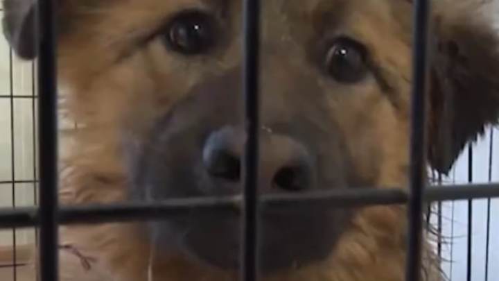 Эксперт: Законопроект об усыплении бездомных собак приведёт к коррупции