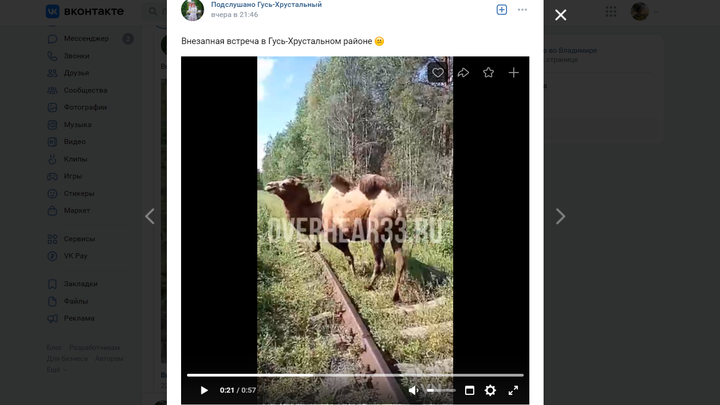В Гусь-Хрустальном районе верблюды на самовыгуле совершают набеги на огороды местных жителей