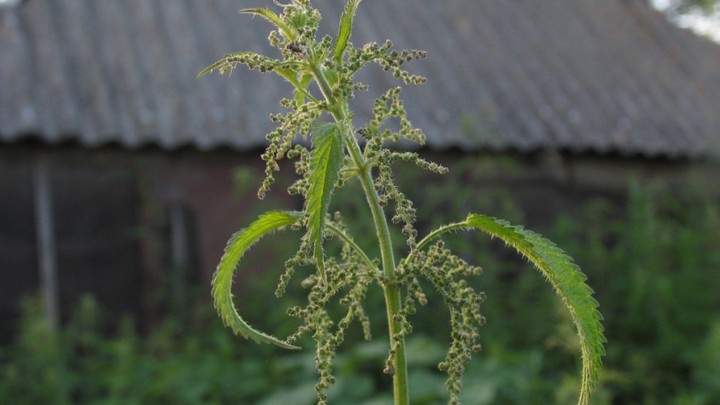 Цветочек оказался убийцей: Не прикасайтесь - эта крапива уничтожит вас