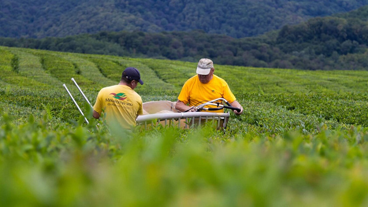 С начала сезона более 200 тонн свежего чайного листа собрали в Сочи