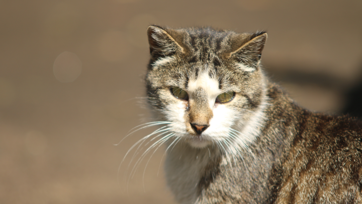 Украинец потребовал дерусифицировать кошек. Захарова успокоила: «Зимой его отпустит» Украинец потребовал дерусифицировать кошек. Захарова успокоила: «Зимой его отпустит»