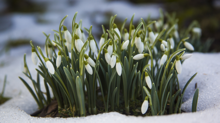 Эксперт Машаров: за сорванные подснежники можно лишиться свободы до четырех лет
