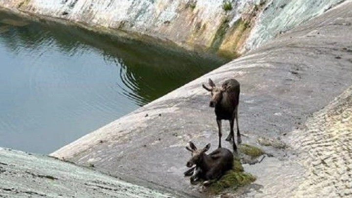 Спасти лосей из чаши водохранилища в Истре обещали сегодня