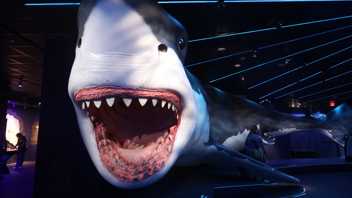 В пасти акулы нашли человеческие зубы: Учёные объяснили аномалию