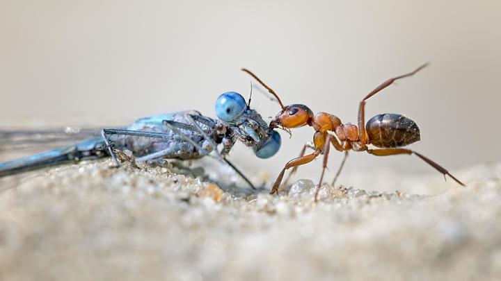 Ученые выяснили, как муравьи-врачи лечат болезни и сами избегают заражения
