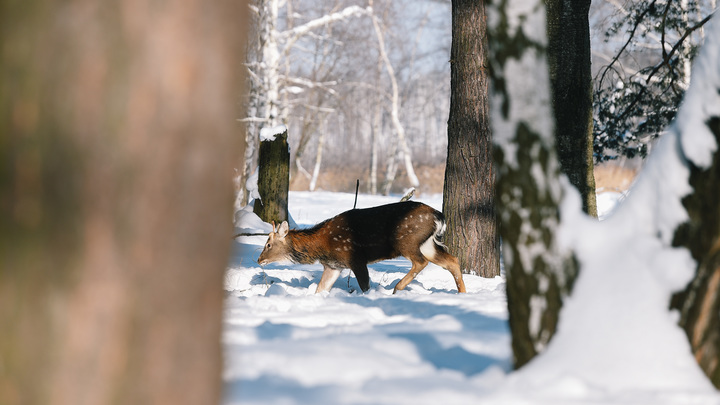 Не Рашкиным единым. Судебный пристав и гаишник задержаны за убийство оленя в заповеднике