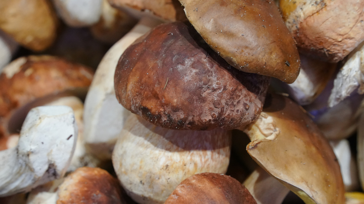Биолог назвал лучшие грибные места Новосибирской области