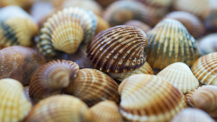 Ученые выяснили, как опасный моллюск распространяется по водоемам России