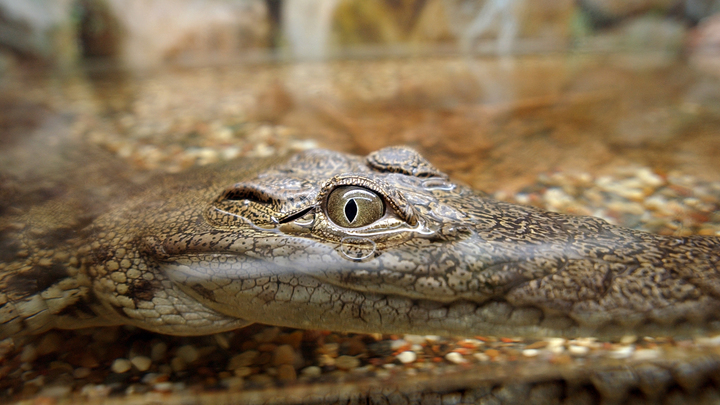 В центре Краснодара нашли зоопарк, где незаконно содержались экзотические животные