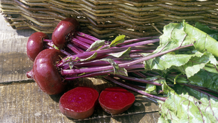 Для получения семян свеклы на Кубани заложили более 240 гектаров