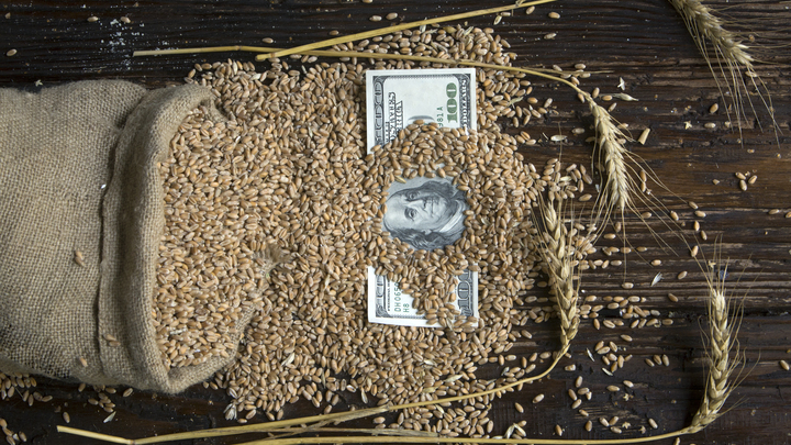 В Болгарии допустили запретит импорта зерна с Украины на полгода