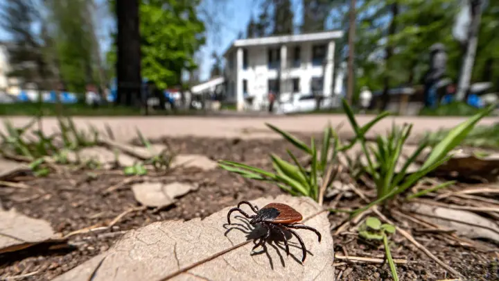 Кома и много месяцев лечения: Клещи в этом году особенно опасны. Особенно в одном регионе России