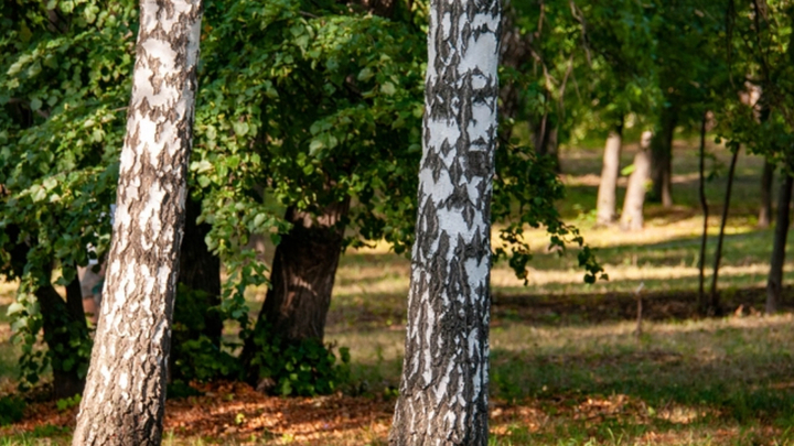 Необычная древесина: учёные создали новый вид интерьера