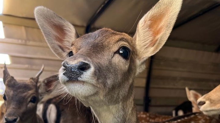 На Кубани расселяют ланей: 15 особей переехали из Белореченского в Туапсинский район