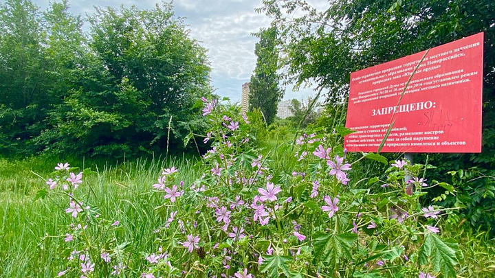 В Новороссийске из-за слива кипятка в Южные пруды погибла рыба