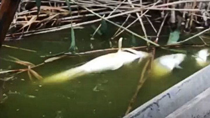 В Темрюкском районе из-за засухи произошел замор рыбы