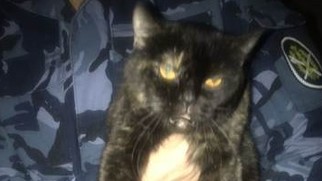 Картинка кот с марихуаной браузер тор на mac os hidra