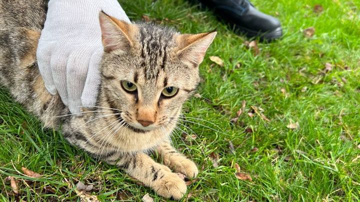 В Новороссийске спасателям семь раз пришлось снимать с дерева одного и того же кота