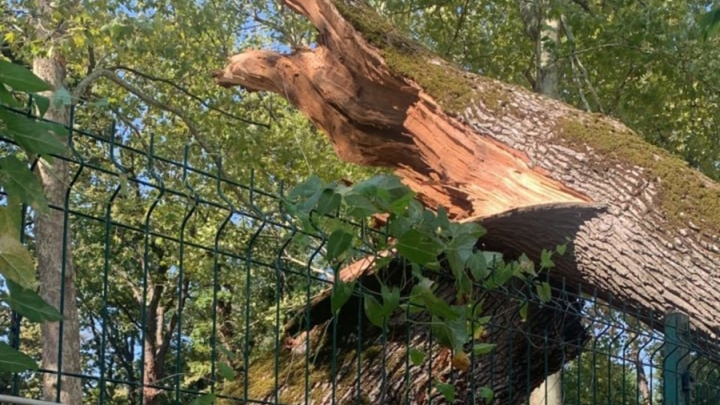 В Джубге на территории пансионата рухнул 300-летний дуб