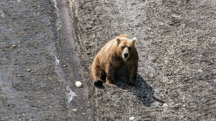 Свирепый медведь вынуждает жителей города Артём прятаться по домам: зверя ловит Тигр