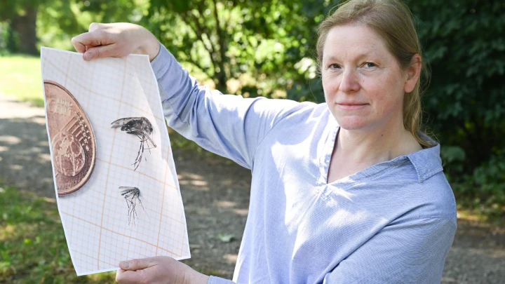 Летающий тигр: В России появился новый вид комара - не только надоедлив, но и опасен