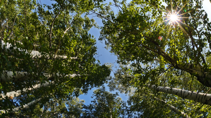 В Самаре в уик-энд ожидается пиковое цветение русской берёзы. Аллергикам приготовиться