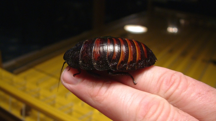 Как избавиться от тараканов, если соседи - неряхи? Биолог назвал единственный эффективный способ