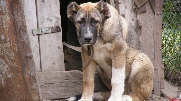 В приюте для бездомных животных Краснодог прошли обыски