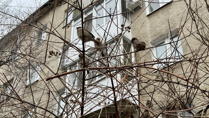 Жертвы ЕГЭ оставили русских без света: Придётся водить хороводы вокруг костров