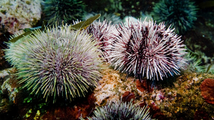 Таких массовых смертей на Курилах ещё не было: Жители заявили об экологической катастрофе