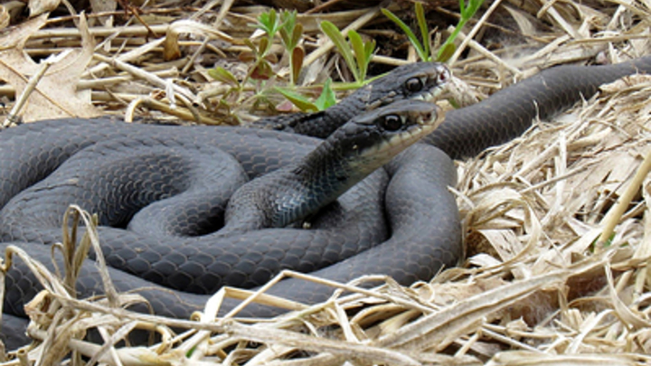 Жителей Москвы напугала змея во дворе