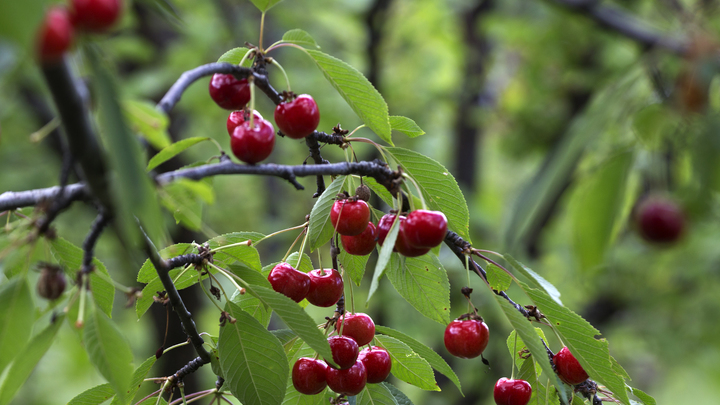 В Запорожской области стартовал сбор черешни