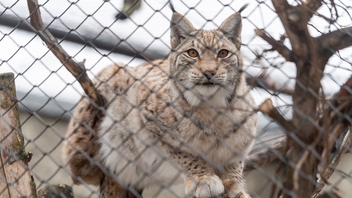 Если она прыгнет: Для спасения дикой кошки применили простейший метод