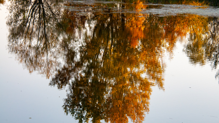 Народные приметы на 10 октября: что можно и нельзя делать в день Савватия-пчельника