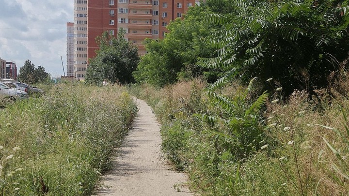 В Краснодаре уничтожили амброзию на площади почти 4,5 тысяч гектаров