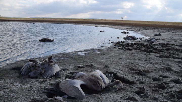 На Ставрополье ядом для грызунов отравили 818 журавлей из Красной Книги