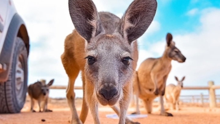 Экс-премьер Австралии доходчиво объяснил журналистке отсутствие китайской угрозы