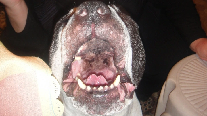 В Краснодарском крае бродячие собаки растерзали домашнего кота