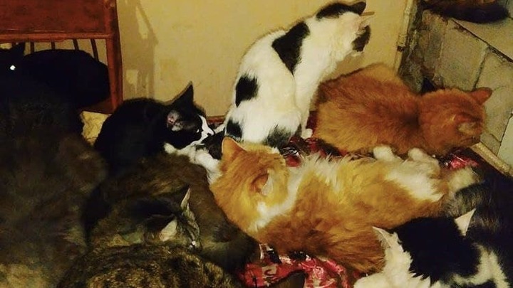 Помогите, кто чем может: В Краснодаре полностью сгорел приют «Кошкин дом»