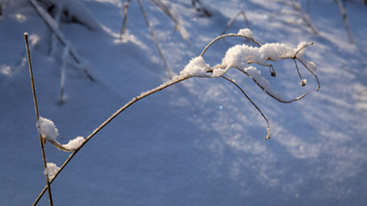 Госдума России усиливает наступление на чёрных лесорубов