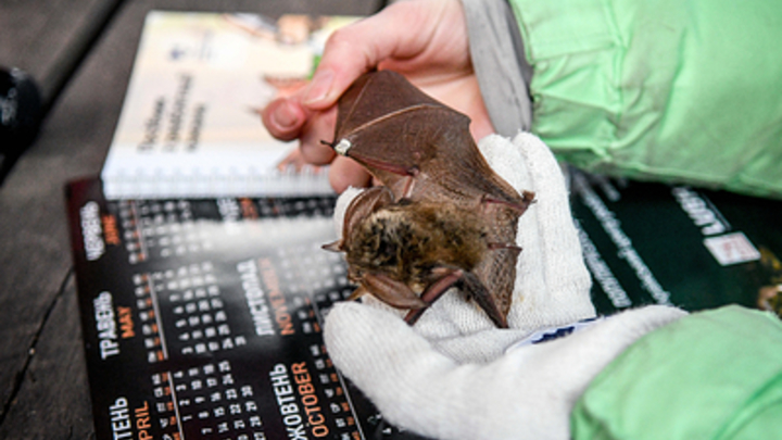 Следы укусов на китайских учёных вызвали подозрения у США