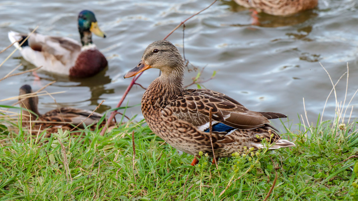 Незаконная охота: Друг-хвастун сдал с поличным бывшего чиновника Сахалина