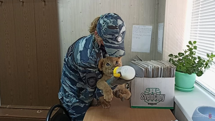 Челябинский ветврач Карен Даллакян хочет забрать у дрессировщиков львенка